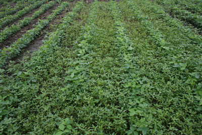 TAKE TIME TO EVALUATE YOUR WEED MANAGEMENT PLAN